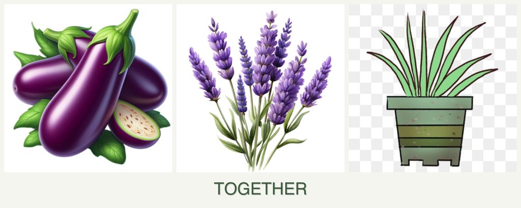 Can you plant eggplant, lavender and lemongrass together?