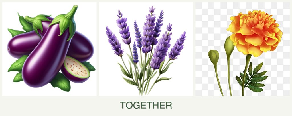 Can you plant eggplant, lavender and marigolds together?