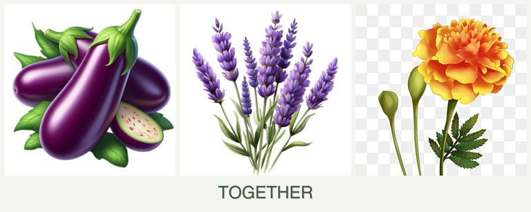 Can you plant eggplant, lavender and marigolds together?