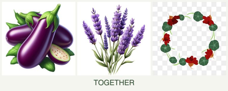 Can you plant eggplant, lavender and nasturtiums together?