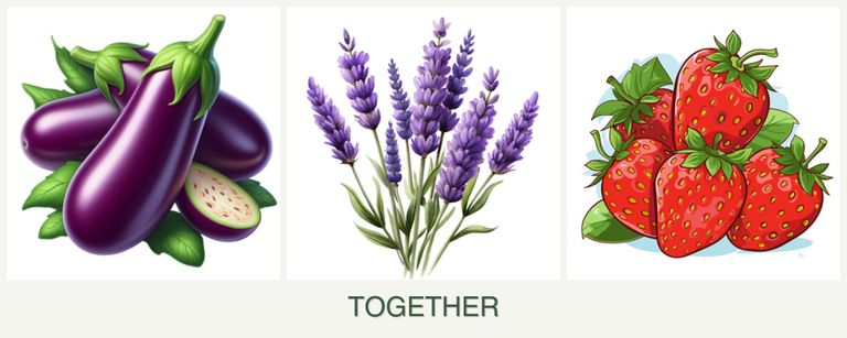 Can you plant eggplant, lavender and strawberries together?