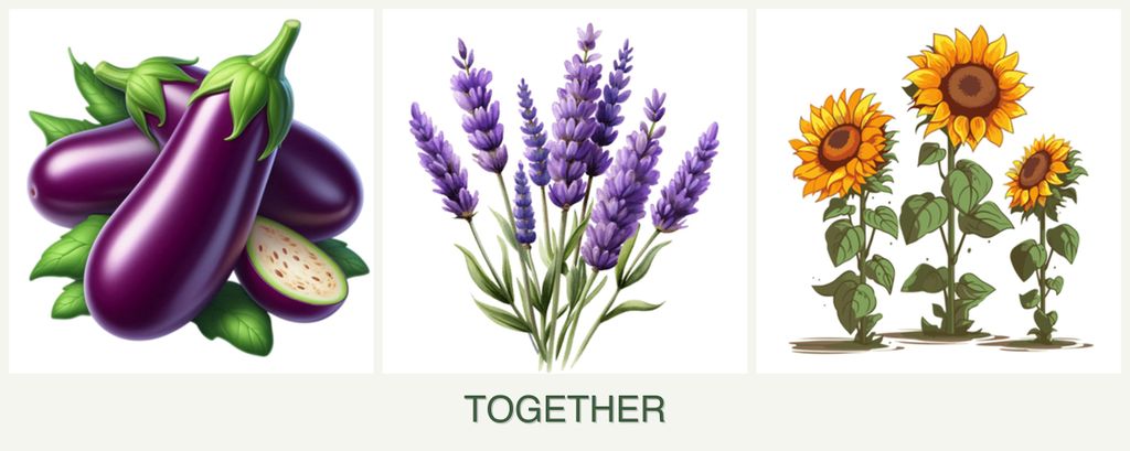 Can you plant eggplant, lavender and sunflowers together?