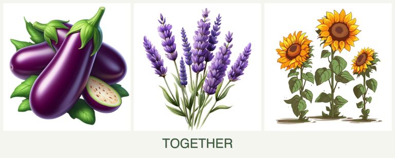 Can you plant eggplant, lavender and sunflowers together?