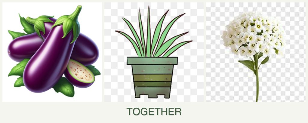 Can you plant eggplant, lemongrass and alyssum together?
