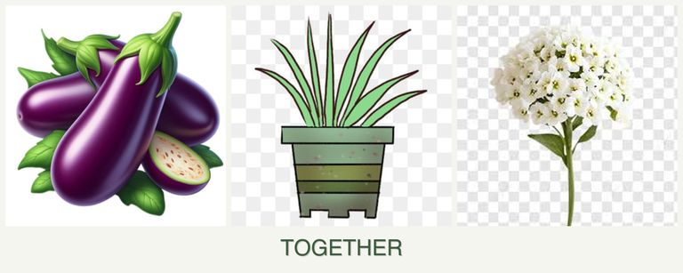Can you plant eggplant, lemongrass and alyssum together?