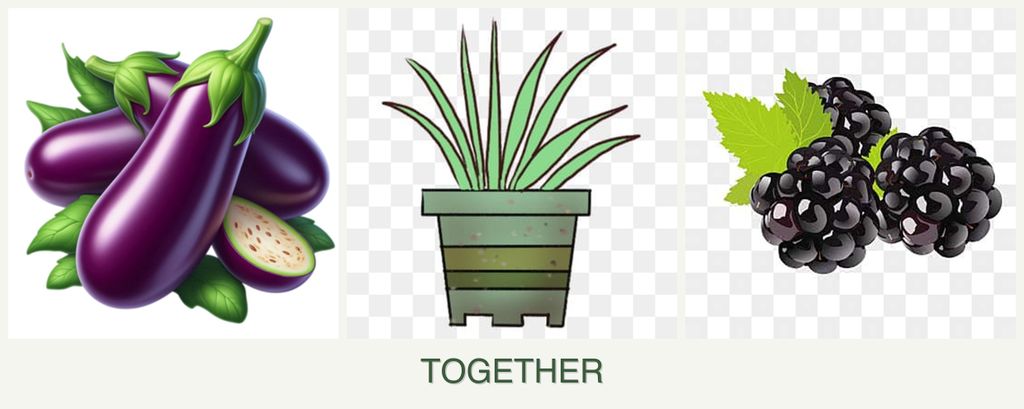 Can you plant eggplant, lemongrass and blackberries together?