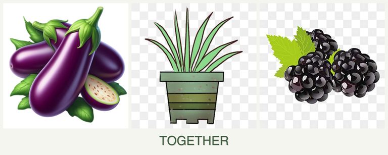 Can you plant eggplant, lemongrass and blackberries together?