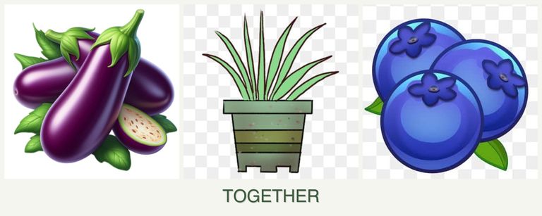 Can you plant eggplant, lemongrass and blueberries together?
