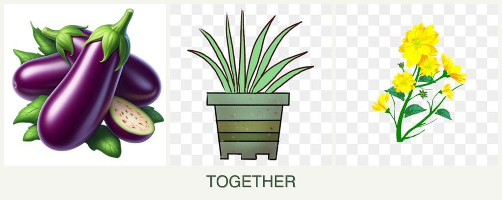 Can you plant eggplant, lemongrass and calendula together?