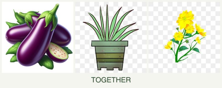 Can you plant eggplant, lemongrass and calendula together?