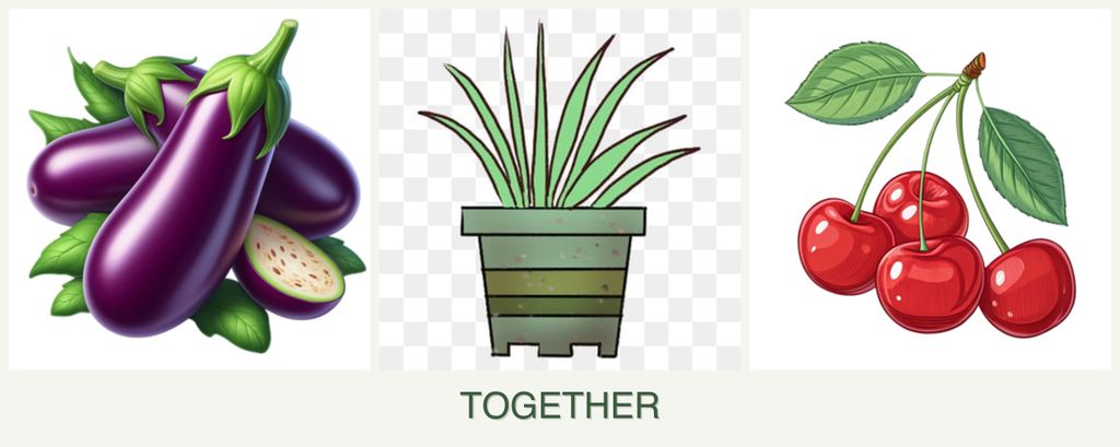 Can you plant eggplant, lemongrass and cherries together?