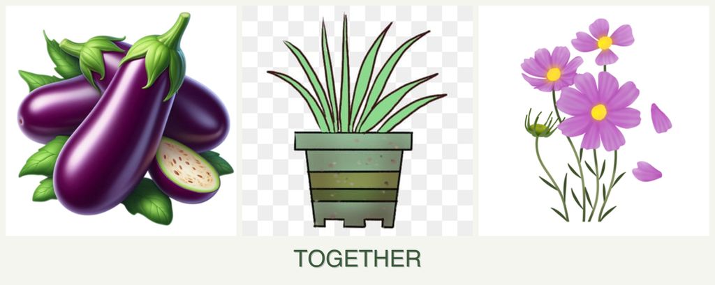 Can you plant eggplant, lemongrass and cosmos together?