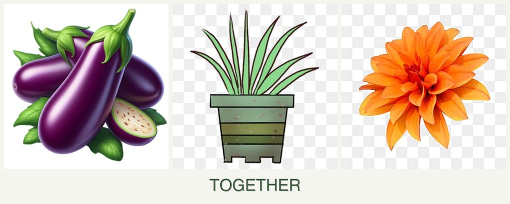 Can you plant eggplant, lemongrass and dahlias together?