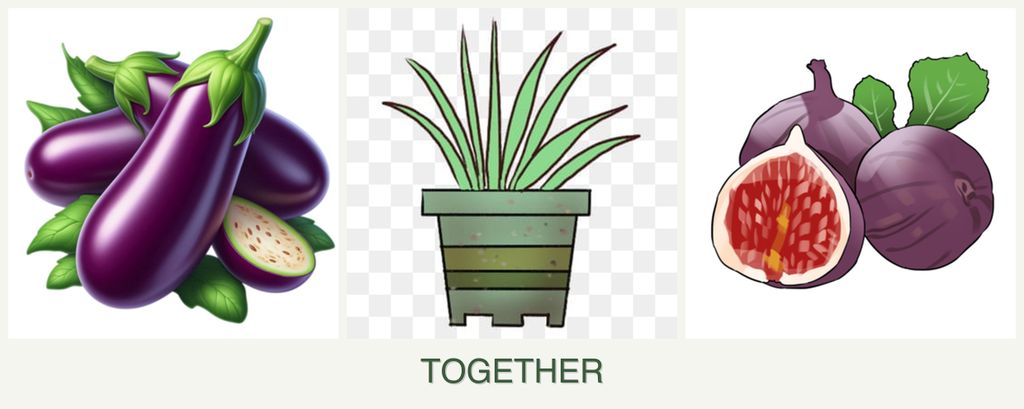 Can you plant eggplant, lemongrass and figs together?
