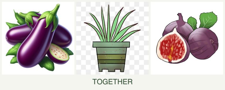 Can you plant eggplant, lemongrass and figs together?