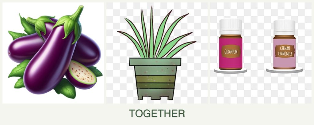 Can you plant eggplant, lemongrass and geraniums together?