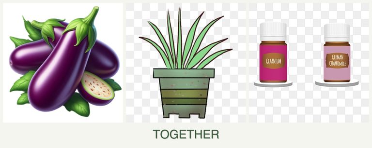Can you plant eggplant, lemongrass and geraniums together?