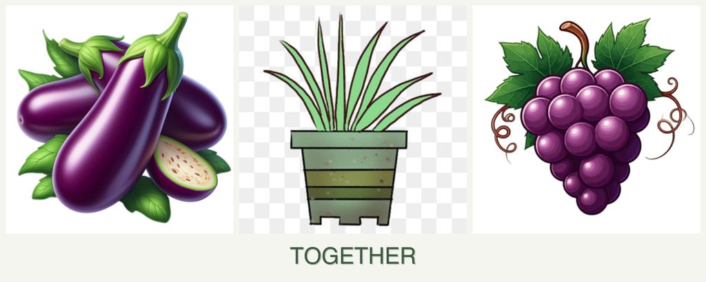 Can you plant eggplant, lemongrass and grapes together?