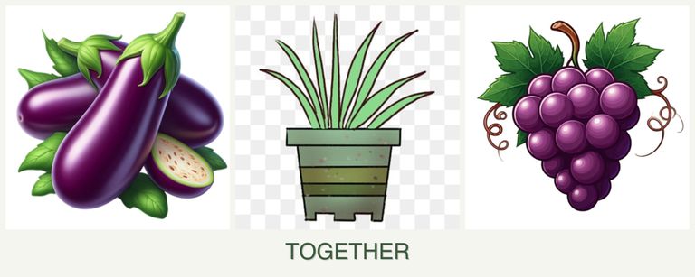 Can you plant eggplant, lemongrass and grapes together?