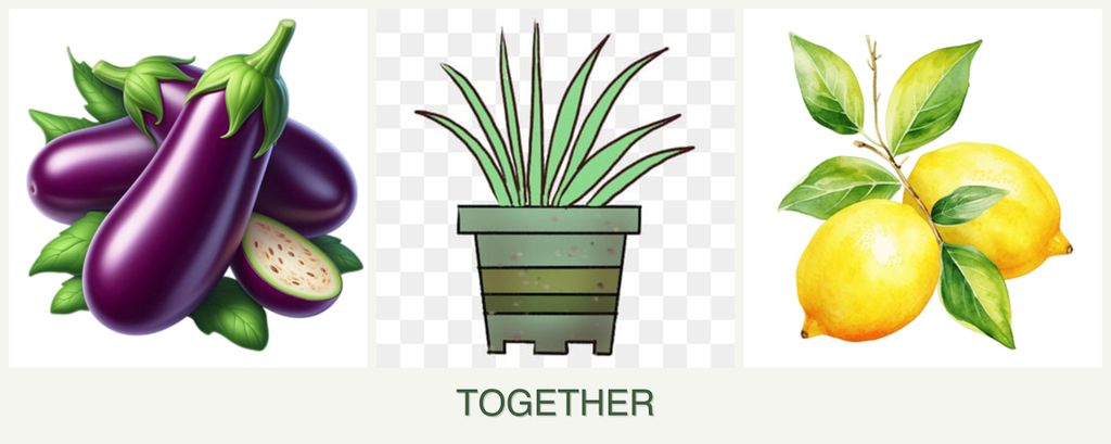 Can you plant eggplant, lemongrass and lemons together?