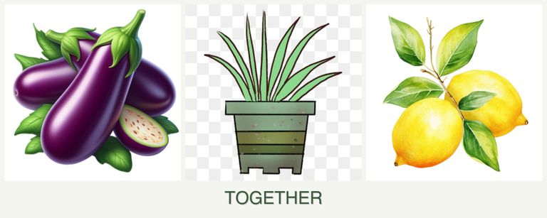 Can you plant eggplant, lemongrass and lemons together?