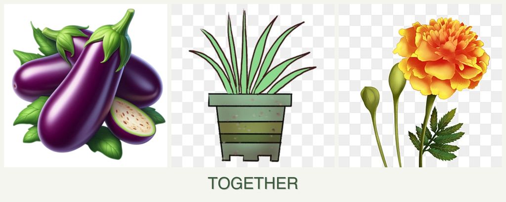Can you plant eggplant, lemongrass and marigolds together?