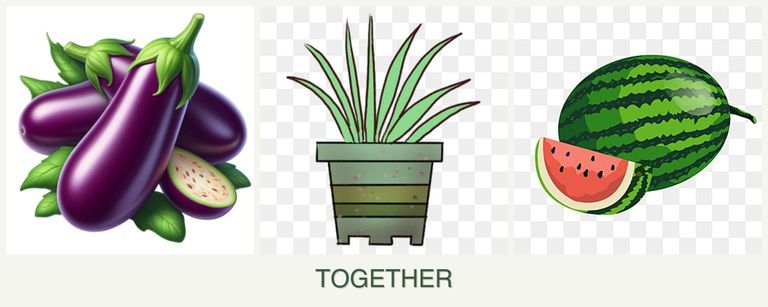 Can you plant eggplant, lemongrass and melons together?
