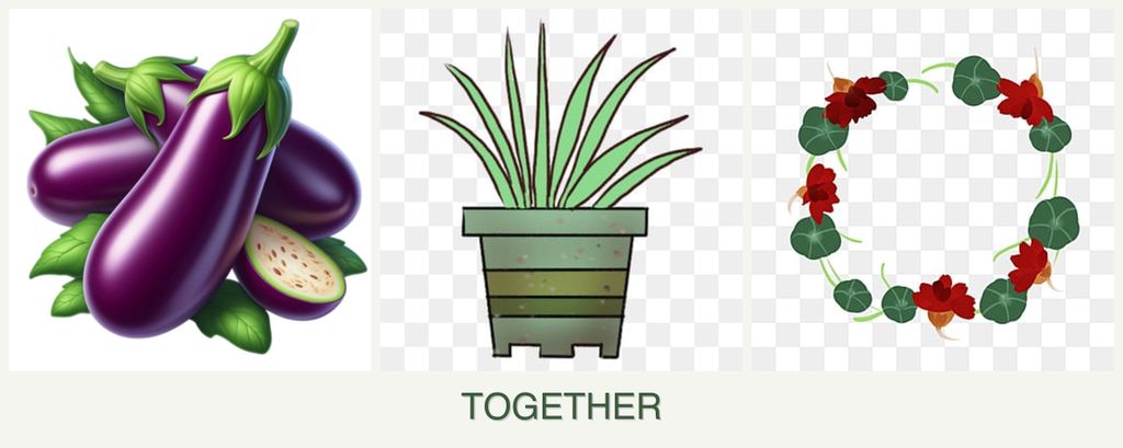Can you plant eggplant, lemongrass and nasturtiums together?