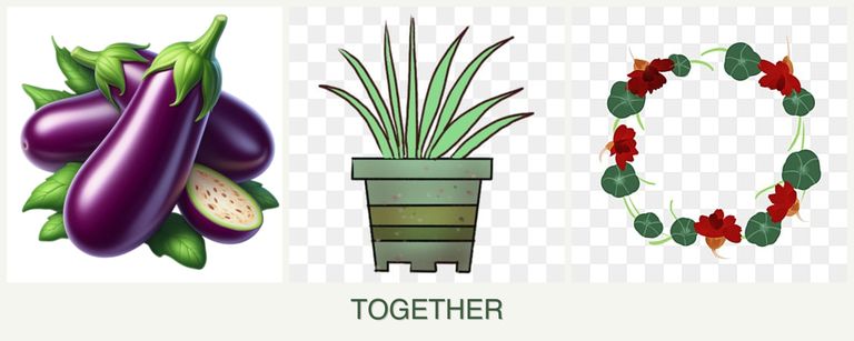 Can you plant eggplant, lemongrass and nasturtiums together?