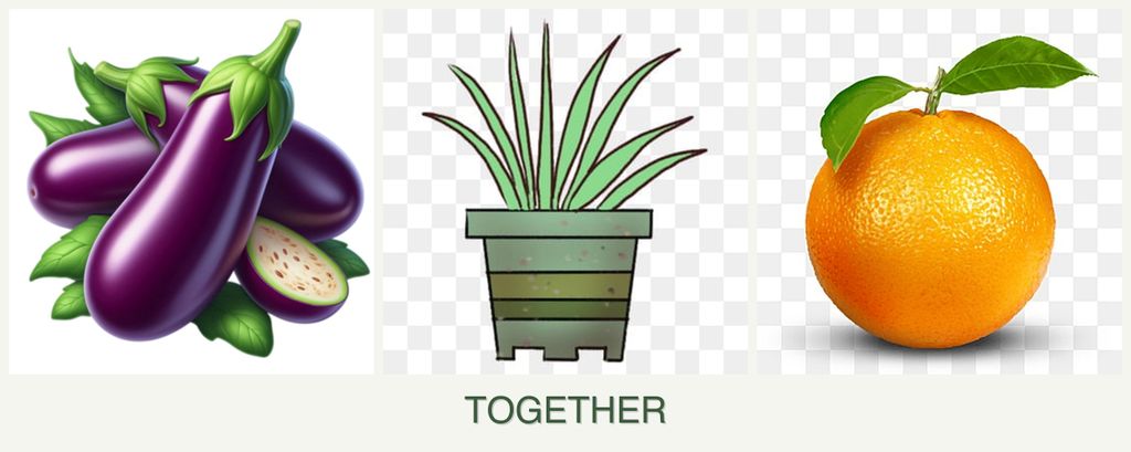 Can you plant eggplant, lemongrass and oranges together?