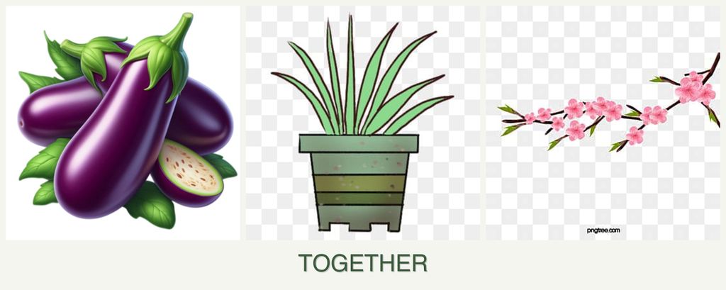 Can you plant eggplant, lemongrass and peaches together?