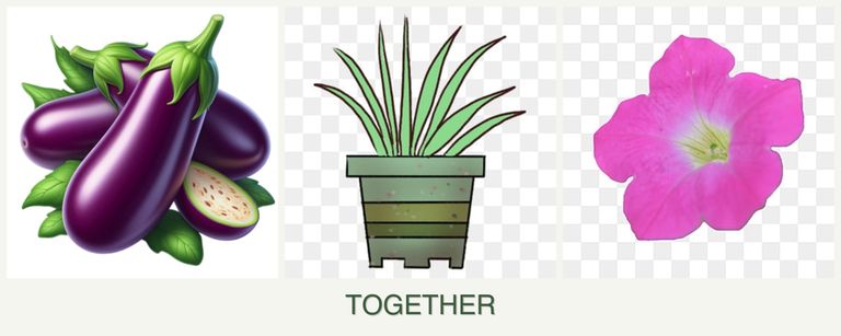 Can you plant eggplant, lemongrass and petunias together?