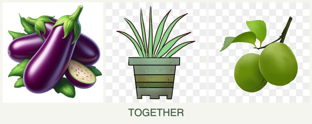 Can you plant eggplant, lemongrass and plums together?