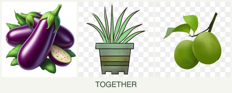 Can you plant eggplant, lemongrass and plums together?