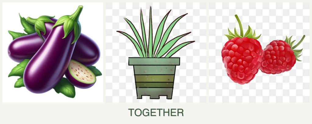 Can you plant eggplant, lemongrass and raspberries together?
