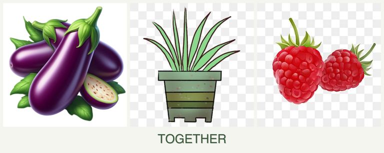 Can you plant eggplant, lemongrass and raspberries together?