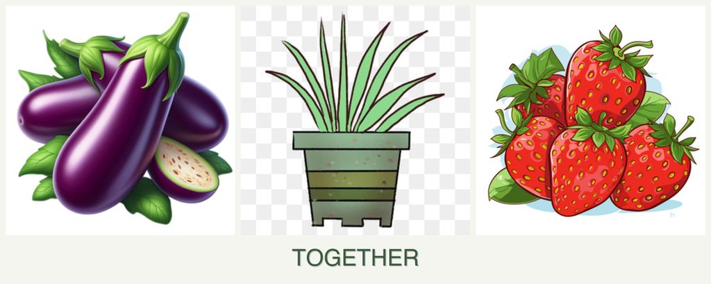 Can you plant eggplant, lemongrass and strawberries together?