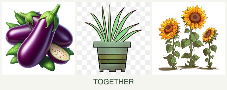 Can you plant eggplant, lemongrass and sunflowers together?