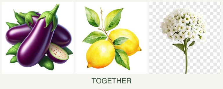 Can you plant eggplant, lemons and alyssum together?