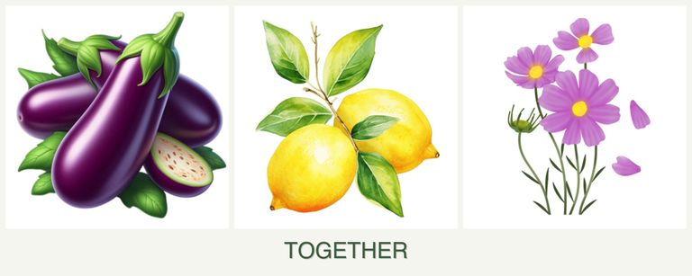 Can you plant eggplant, lemons and cosmos together?