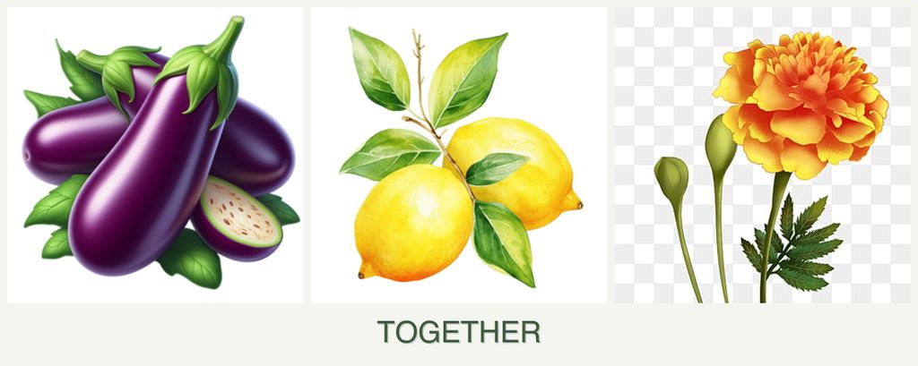 Can you plant eggplant, lemons and marigolds together?