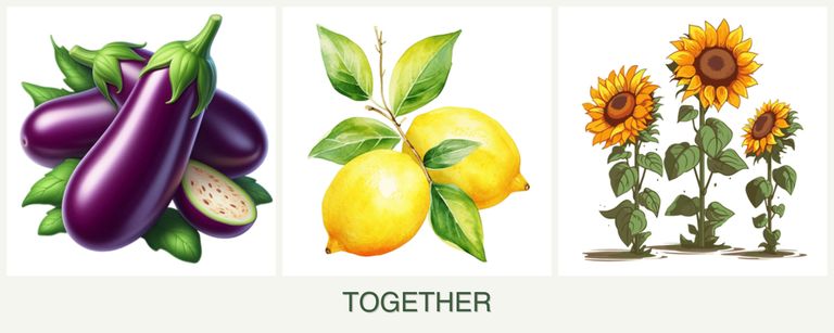 Can you plant eggplant, lemons and sunflowers together?