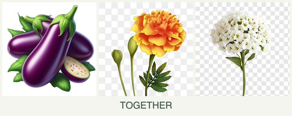 Can you plant eggplant, marigolds and alyssum together?