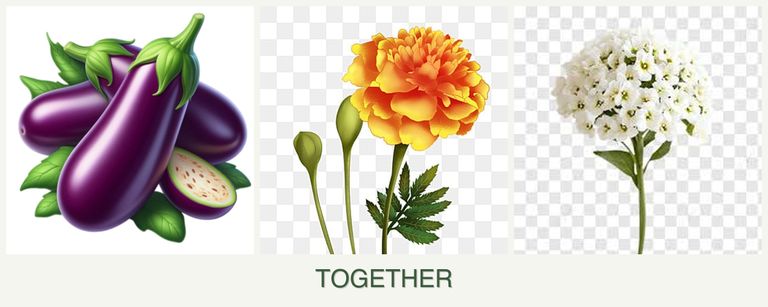 Can you plant eggplant, marigolds and alyssum together?