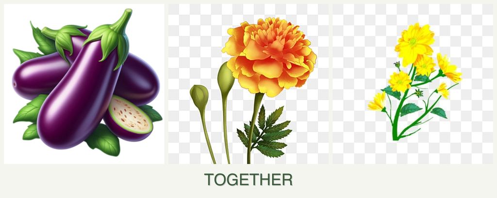 Can you plant eggplant, marigolds and calendula together?