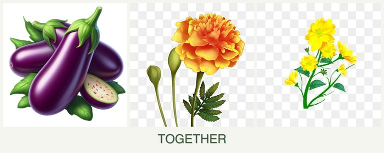 Can you plant eggplant, marigolds and calendula together?