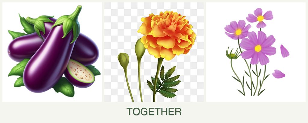 Can you plant eggplant, marigolds and cosmos together?