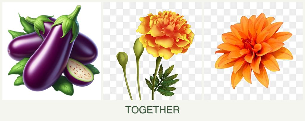 Can you plant eggplant, marigolds and dahlias together?