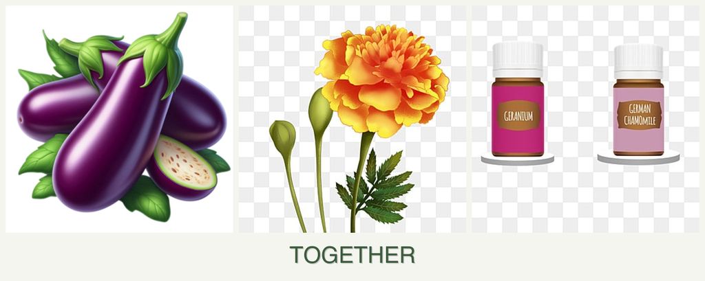Can you plant eggplant, marigolds and geraniums together?