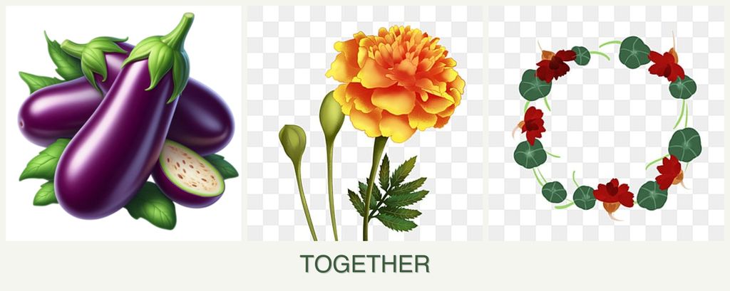 Can you plant eggplant, marigolds and nasturtiums together?